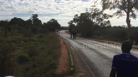 Elephant charges at runner during Victoria Falls Marathon