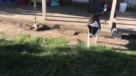 Pit Bull vs. Sealed Catfood Cans