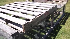 Charlie Dog The Pit Bull with a Lick Attack