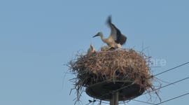 White storks nesting and preening