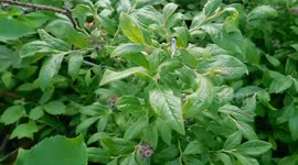 New Season Wild Blueberries