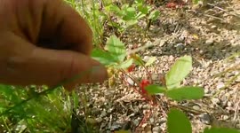 Roadside Ditch Wild Strawberries