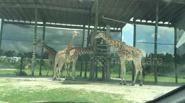 Safari Zoo