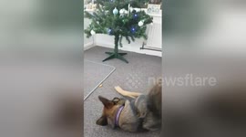 Newsflare Edit - dog playing with a satsuma