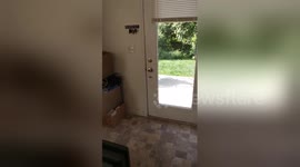 Newsflare Edit - My rescue pup just recently started doing this when left outside