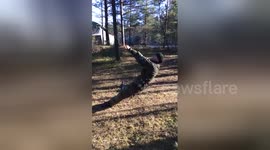 A comical fail involving a camouflage net