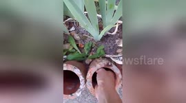 Woman helps ducklings find their mother after they fell into pipes