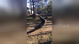 Newsflare Edit - A comical fail involving a camouflage net