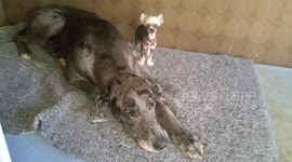 The first 2 minutes together in life..(Chi-chi Tintin 1kg and Grand Danois Tyra 64 kg)