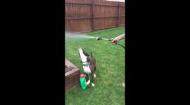 Dog loves the water!