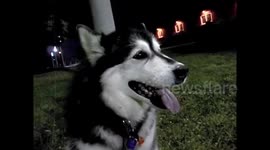 Alaskan Malamute Pinga Mosquito Management