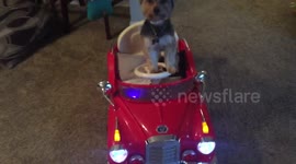 Dog driving car