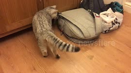 Cat gets a surprise when he investigates rustling bag