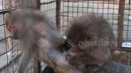 World's Second Worst Zoo Video footage 