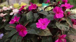 Video footage wild and plastic flower 