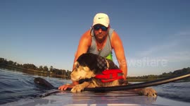 ROXIE, Man's Best Friend goes Padddle Boarding (SUP) on a Pelican BAJA 100