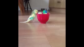Frankie the budgie loves playing with cat balls