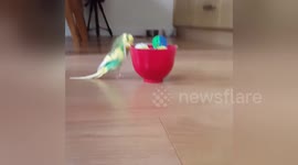 Newsflare Edit - Frankie the budgie loves playing with cat balls