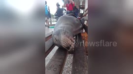 Newsflare Edit - Sea Lion snoring in harbour
