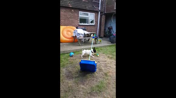 French Bulldog swingball fail