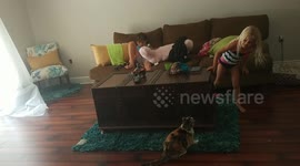 Crazy Cat Just Wants to Play