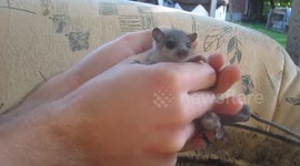 Young cute Glis Glis (Edible dormouse)