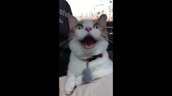 Cat yawns for over 30 seconds