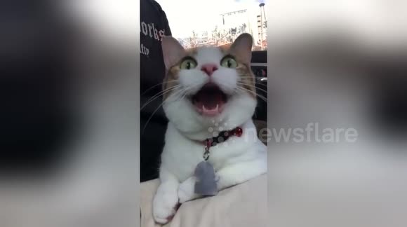 Newsflare Edit - Cat yawns for over 30 seconds