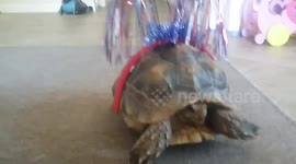 Tortoise arrives late for 4th of July celebrations