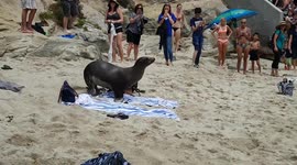 Hungry sea lion chases terrified people off the beach