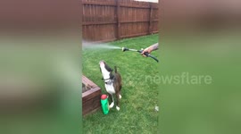 Newsflare Edit - Dog loves the water!