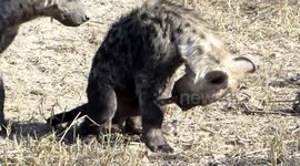  Rare and bizarre, but funny, Spotted Hyena behavior