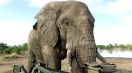Heart Racing Safari Experience -  Big Elephant comes right up to tourist vehicle