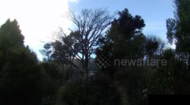 Tree being chopped down