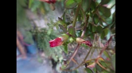 A wonderful Flower blooms [Timelapses]