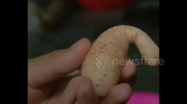 Unusual egg found in southern China