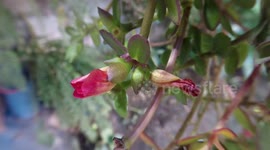 A wonderful Flower blooms [Timelapses]