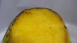 Decomposition of a mango [Timelapses]