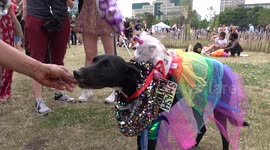 Dogs take part in Pride In London show
