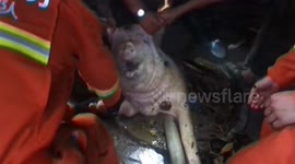 Firefighters pour water into well to help pig to the surface