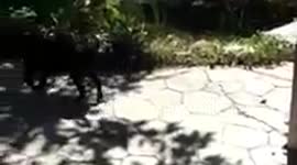 Peaceful dog vs. vicious birds