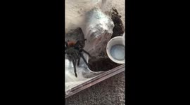 Greenbottle Blue tarantula jumps at water