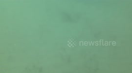 UnderWater World - Swimming after a 6 foot Guitar Shark