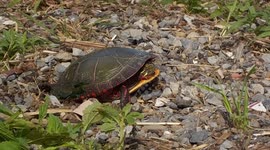 Wild Painted Turtle in My Hood