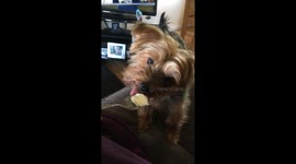 Mac enjoying some ice cream.