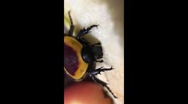 Sun Beetle Eating Slo-Mo
