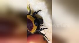 Newsflare Edit - Sun Beetle Eating Slo-Mo
