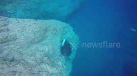 Porto Santo Free Snorkeling Tour- Big Stingray snorkeling with us