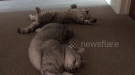 Two cats in ridiculous sleeping positions
