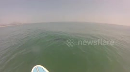 Paddle boarder has close encounter with 8-foot shark